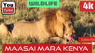 Stunning 4K Footage of African Wildlife - Ultra HD Quality!