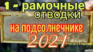 ‼️Не перестают удивлять‼️ Однорамочные отводки на моей пасеке показывают отличный результат.