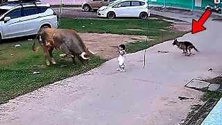 INCRÍVEL! CACHORRO SALVA MENINO DO ATAQUE DE TOURO