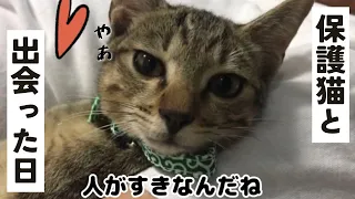 いじめられていた子猫【ミント】との出会い　2