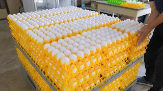 驚奇！收穫蛋和自動化洗選蛋過程, 液態蛋大量生產 / Egg harvesting and automated egg washing process, liquid eggs production