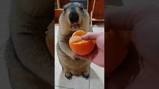 chubby marmot chewing mandarin