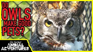 DO OWLS MAKE GOOD PETS?