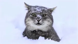 Funny cat videos😆 Funny animal videos - Funny animals 255