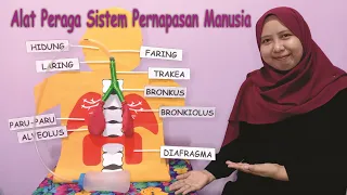 Alat Peraga Sistem Pernapasan Manusia