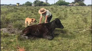 rescuing a cow from mud, with a LAND ROVER