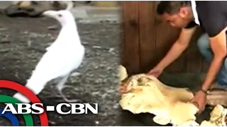 Rare white crow in Lanao