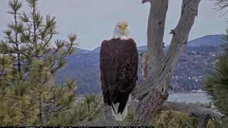 Queen Jackie FOBBV CAM Big Bear Bald Eagle Live Nest - Cam 1 / Big Bear Bald Eagle Wide View - Cam 2