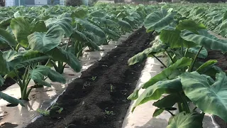 Gabi Farming