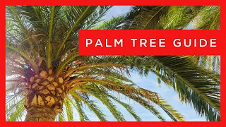 The Ultimate Palm Tree Guide: Design & Care