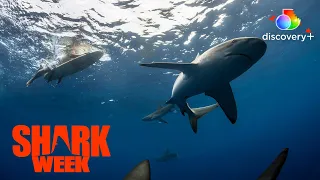 Great White Sharks Don't Play by the Rules | Great White Intersection | discovery+