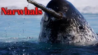 5 Fun Facts About Narwhals