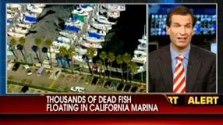 VIDEO: Thousands of Dead Fish Floating in CA Marina