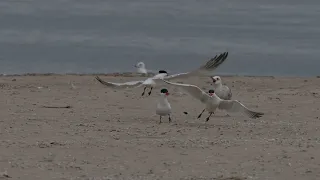 A North American courting Caspian Tern finally gets one to take his fish, making him flappy happy