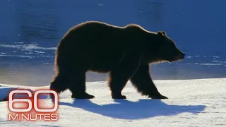 Animals | 60 Minutes Marathon