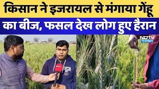 Rajasthan News: Bharatpur के किसान ने मंगाया Israel से गेंहू का अनोखा बीज, फसल देख लोग हुए हैरान