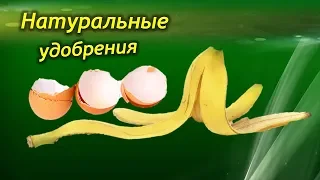 Натуральные ДОМАШНИЕ удобрения для комнатных растений. Результат просто поразительный!