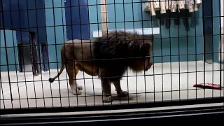 Recorded Lion Roars at Berlin Zoo Sound Effects