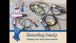 Showring Ready: Clipping Your Dairy Show Animal