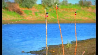 РЫБАЛКА НА ЗАКИДУШКИ. БЕШЕНЫЙ КЛЁВ КРУПНОГО КАРАСЯ. Рыбалка на жмых. Где и как поймать саранчу?