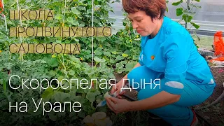 Скороспелая дыня на Урале. Школа продвинутого садовода