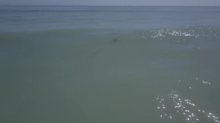 Great White Sharks Spotted Near Southern California Beaches