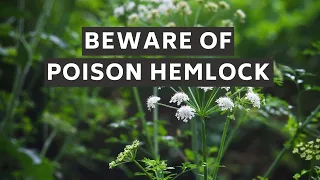 Beware of Poison Hemlock!