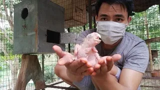 Sukses Menangkarkan Kakatua Jambul Kuning "Breeding Parrot"