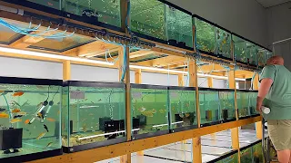 HE TURNED HIS GARAGE INTO FISH STORE! *FISH STORE TOUR*