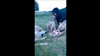 Tibetan Mastiff become Wolf King after Winning the Food Competition with Wolf Gang.