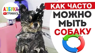 Как часто можно мыть собаку? Проблемы частого мытья