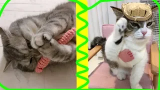 БАТЯ И КАКА смешные приколы с котами СМЕШНАЯ ОЗВУЧКА видео про котиков #котики