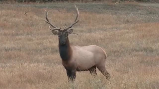 Elk Country Chronicles - The Sounds of Elk Country