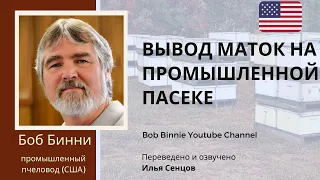 Вывод маток на промышленной пасеке Боба Бинни (США) - Как вывести пчелиную матку самому?