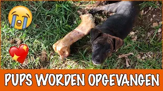 3 nieuwe pups gevonden op straat. Zijn ze nog te redden? | DierenpraatTV