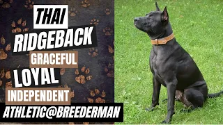 Thai Ridgeback | Breed Insights & Fun Facts