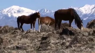 Дикие лошади в природе  Грация и красота