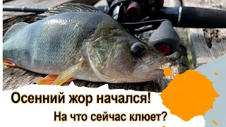 Осенний жор начался! На что сейчас клюет? #рыбалка #клюет #спиннинг #щука #окунь