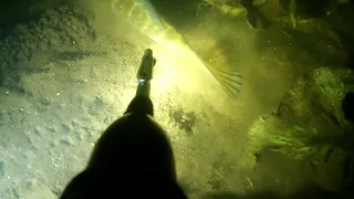 Night spearfishing in Latvia with Salvimar predathor vuoto 55 friendly pike zemūdens medības