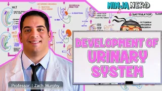 Embryology | Development of the Urinary System