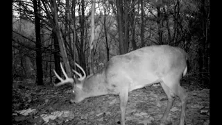 BIG 8 POINT BUCK- Self-Filmed Bowhunting Adventure