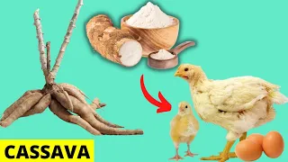 USE CASSAVA TO MAKE CHEAP CHICKEN FEEDS FOR MUCH FASTER CHICKEN GROWTH AND LAY MORE EGGS