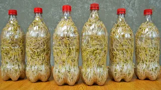 Gardening for beginners, Growing bean sprouts in plastic bottles, Delicious and cheap food