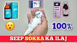 Seep or Sokra ka Ilaj | Sokra Treatment | Sokra ka kamiyab ilaj | lovebirds Sokra (HZ Aviary)
