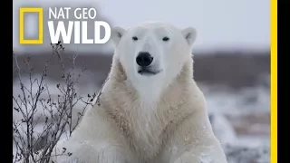 Wild Polar Bear - Predator of Arctic Ocean | Ice Bears (2018 Documentary)