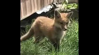 Momma Fox Defends Her Babies From Raccoon