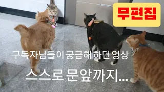 (궁금증 해결 영상)산책하고 스스로 2층 집 문 앞까지 찾아오는 고양이들...