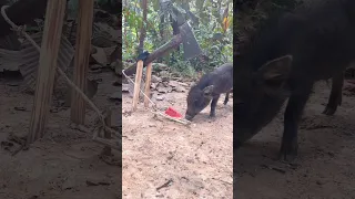 Amazing Quick Powerful Wild Pig Trap Make By Axe #shortvideo