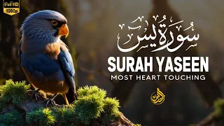 Peaceful Quran Recitation of Surah Yasin (Yaseen) سورة يس |  Beautiful Voice Heart Touching
