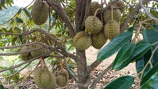 Lebatnya "Durian Matahari+Montong", pohon pendek buah bergerombol menyentuh tanah di Kebun Kang Sis